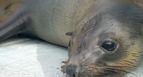 Bella the rescued Australian Fur Seal resting by the water.