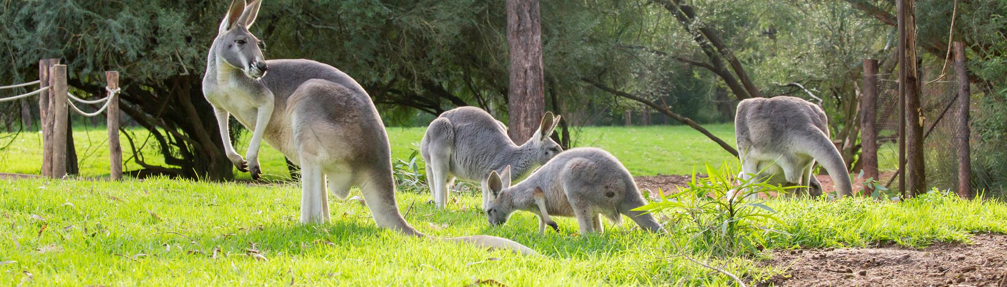 Four red kangaroos grazing on the green grass at Healesville Sanctuary. 