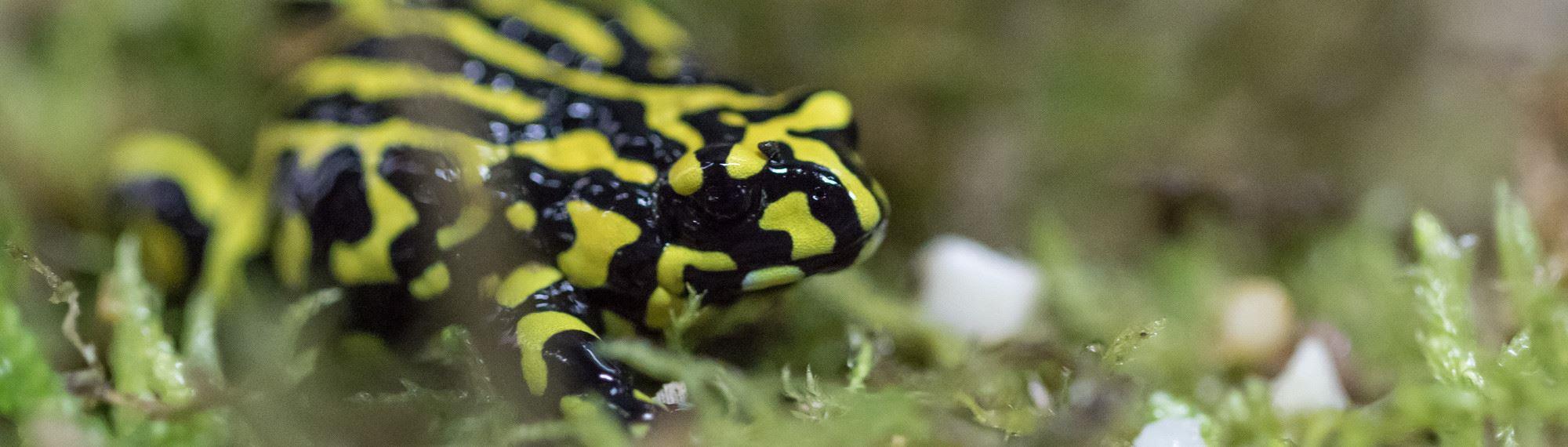 Southern Corroboree Frog standing on pale green moss. Frog is bright yellow and black striped.