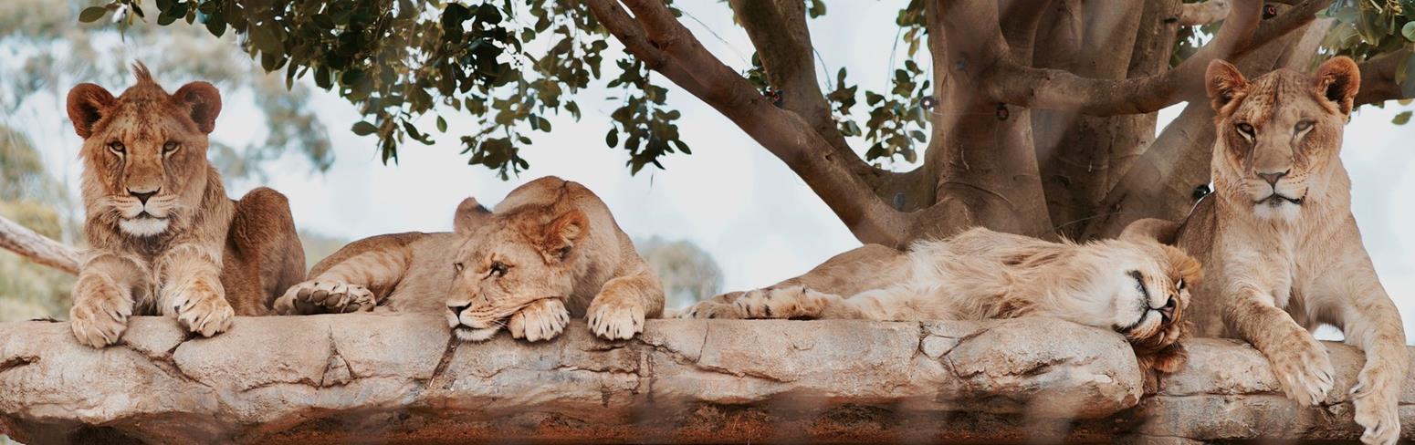 Four lion siblings relaxing on a rock under the shade of a big tree