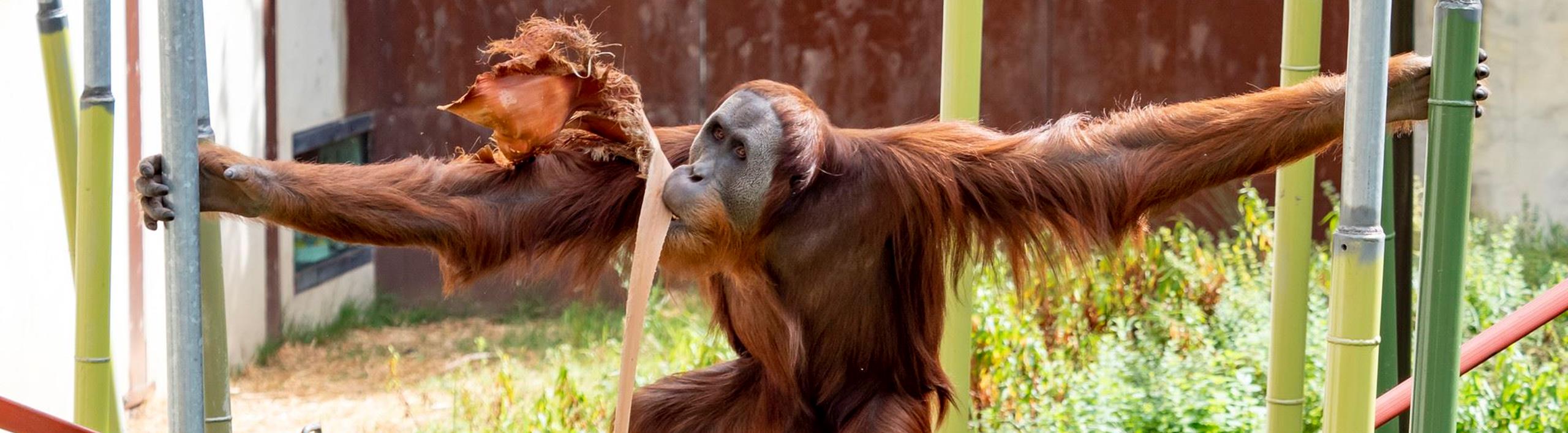 Orang-utan swinging between poles while holding a palm fond in its mouth.