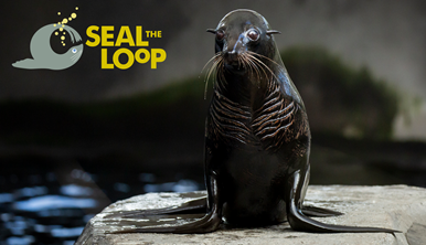 Seal The Loop campaign sign with image of a Seal on a rock looking towards the camera.