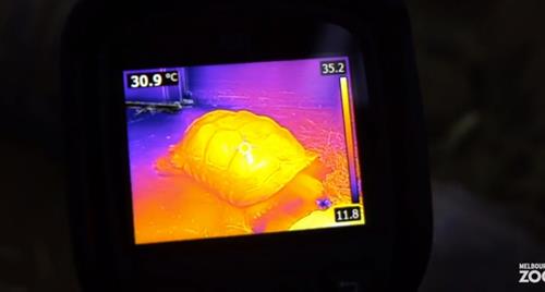 Thermal image of Tortoise at Melbourne Zoo reptile house.
