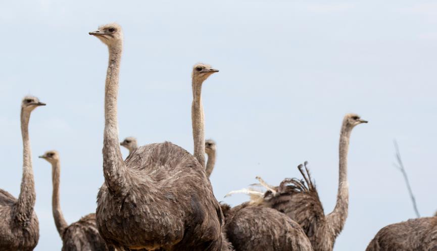 A family of ten Ostriches.