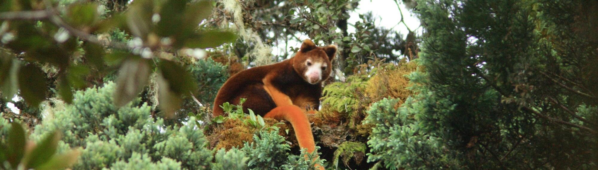 Tree-kangaroo in a tree surrounded by lush greenery