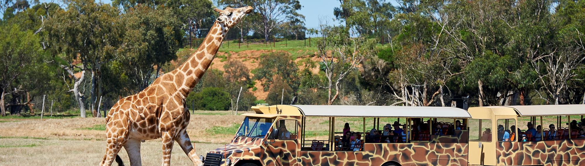 wild animal safari bus schedule