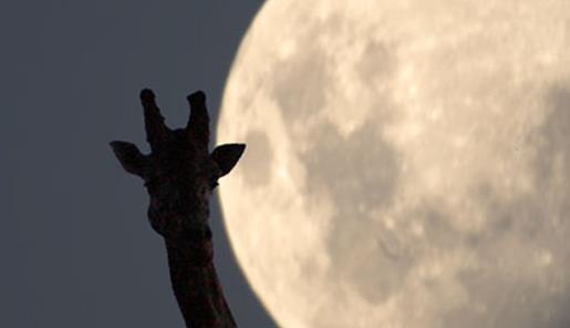 A Giraffe's silhouette against the giant Moon in the night's sky.