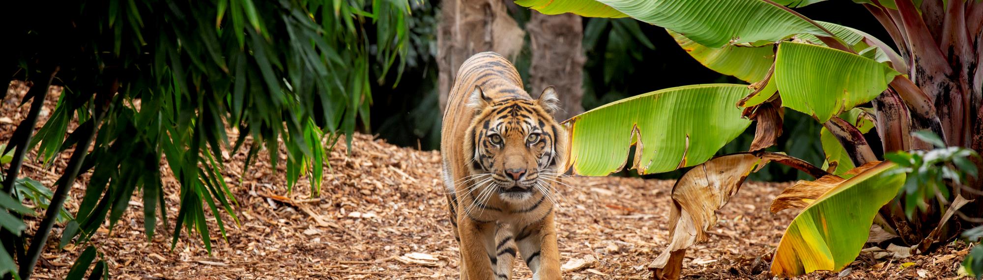 Tiger walking through bushes directly towards camera
