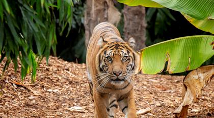 Indrah, the Sumatran Tiger, walking through bushes directly towards the camera.