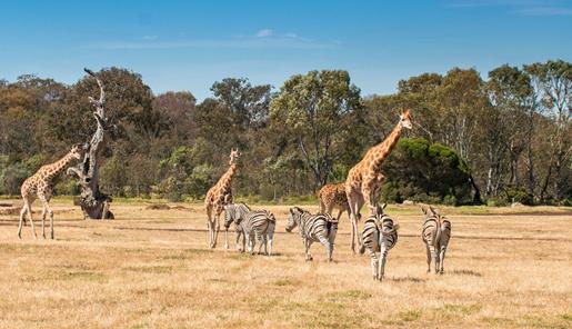 A group of five zebras and four giraffes on the open Savannah at Werribee Open Range Zoo.