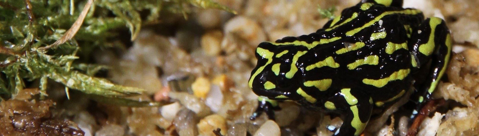 Northern Corroboree Frog with its vivid yellow and black stripes sitting on wet pebbles next to moss.