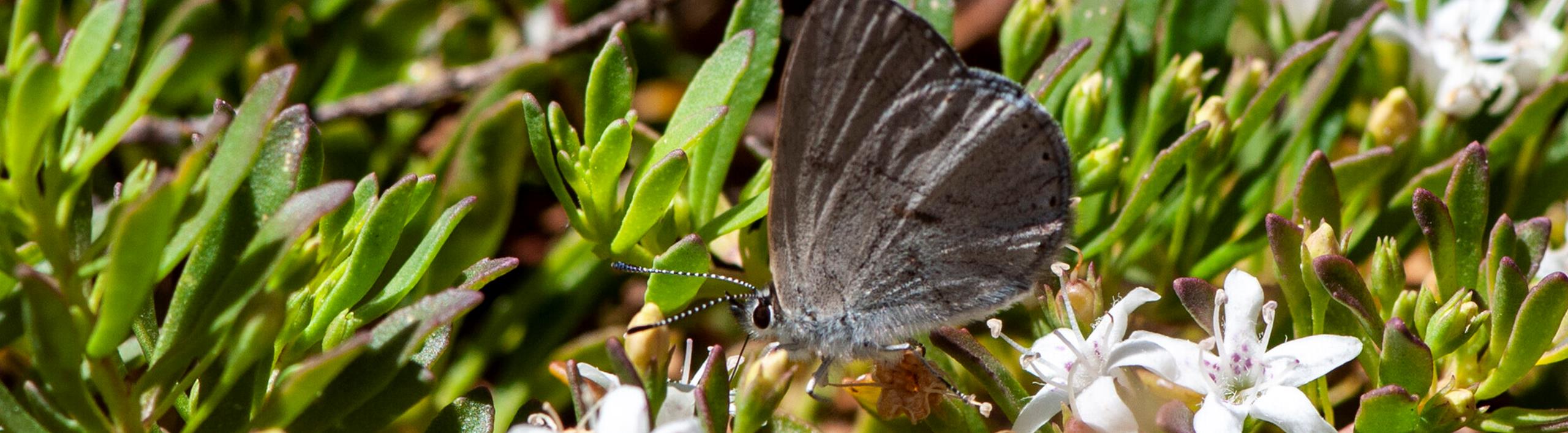 A Golden-rayed Blue Butterfly (a grey and brown butterfly) sitting on a green plant with white flowers.