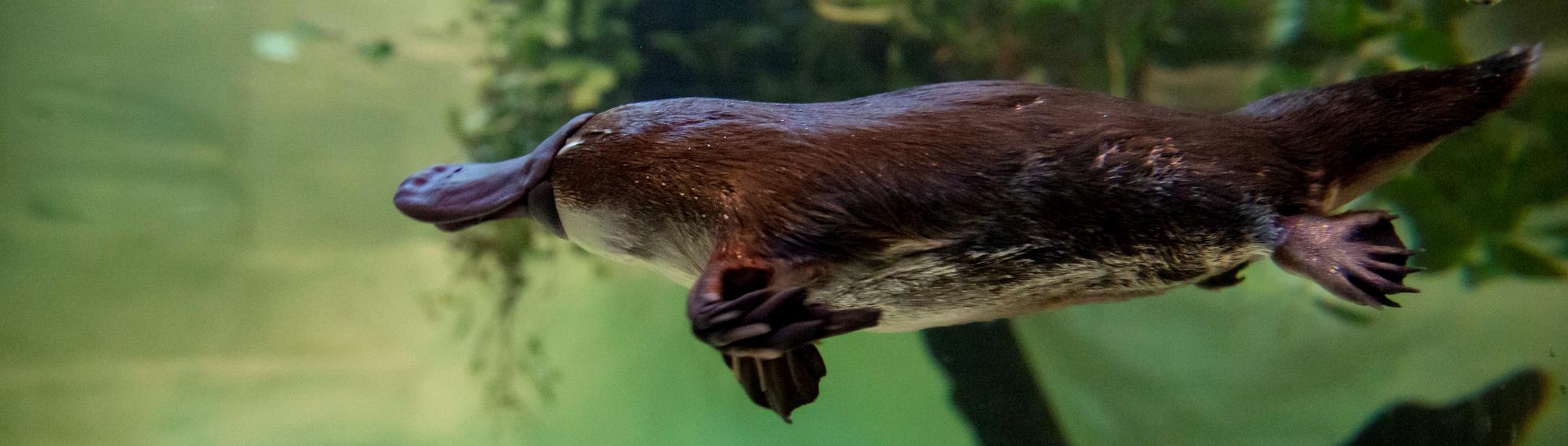 Side view of a brown platypus swimming through the water. 