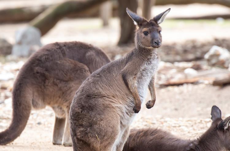Three Kangaroo Island Kangaroos resting in their enclosure at Melbourne Zoo.