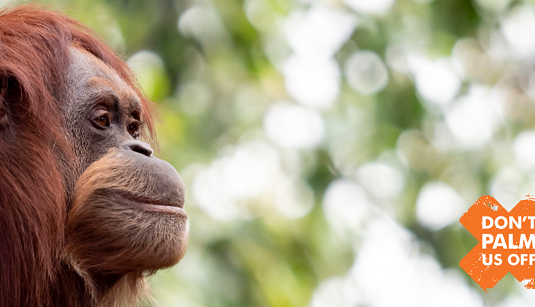 Orang-utan looking into distance with Don't Palm Us Off logo