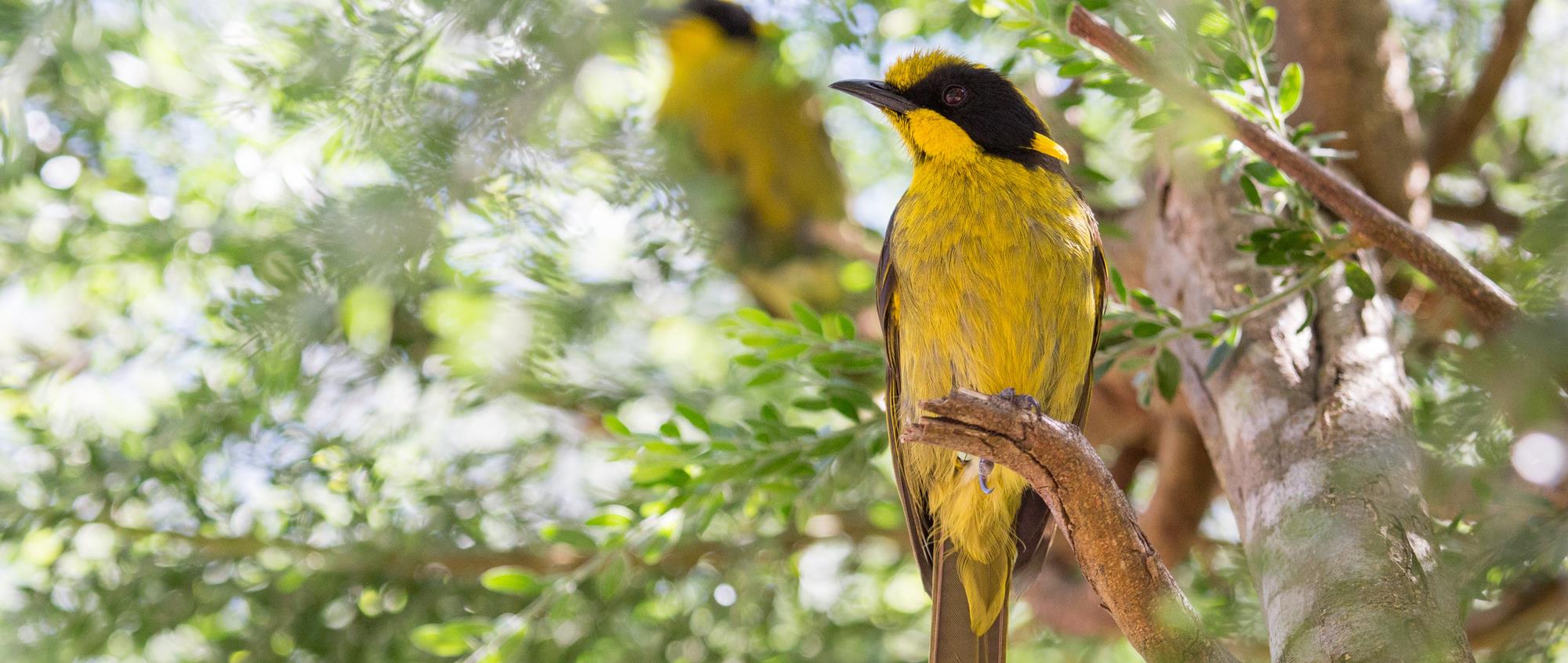 Two Helmeted Honeyeaters on a branch with sun glistening through the leaves