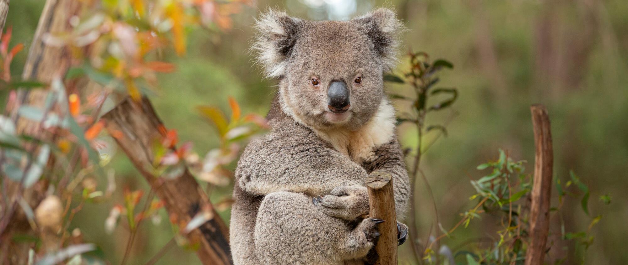 Southern Koala sitting on branch, looking at camera