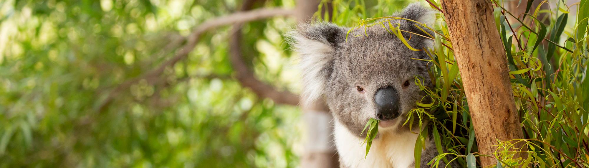 A Koala hanging in a tree, eating leaves.