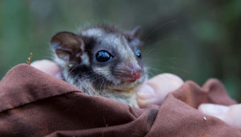 Close up view of the face of a Leadbeater Possum wrapped in blanket. Big eyes and fine facial details can be seen as it looks to the right of the camera.