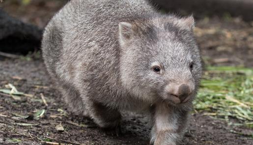 Healesville Sanctuary