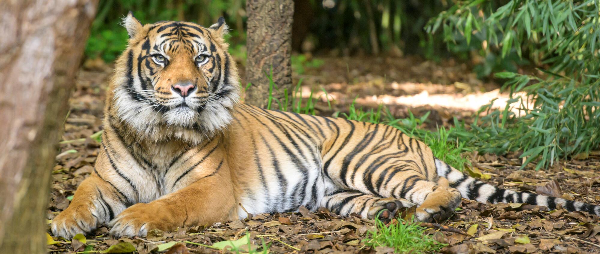 Sumatran Tiger sitting down