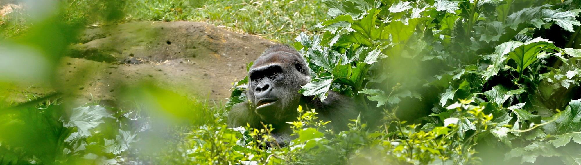 Yuska, the Lowland Gorilla, in bushes with body covered by leaves.