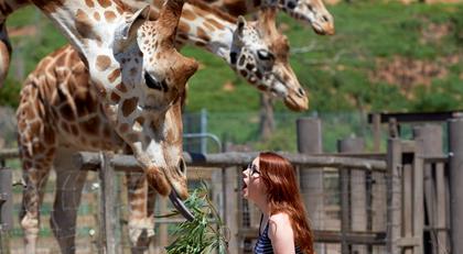 A woman gasping as she feeds a giraffe a branch of leaves at Werribee Open Range Zoo.
