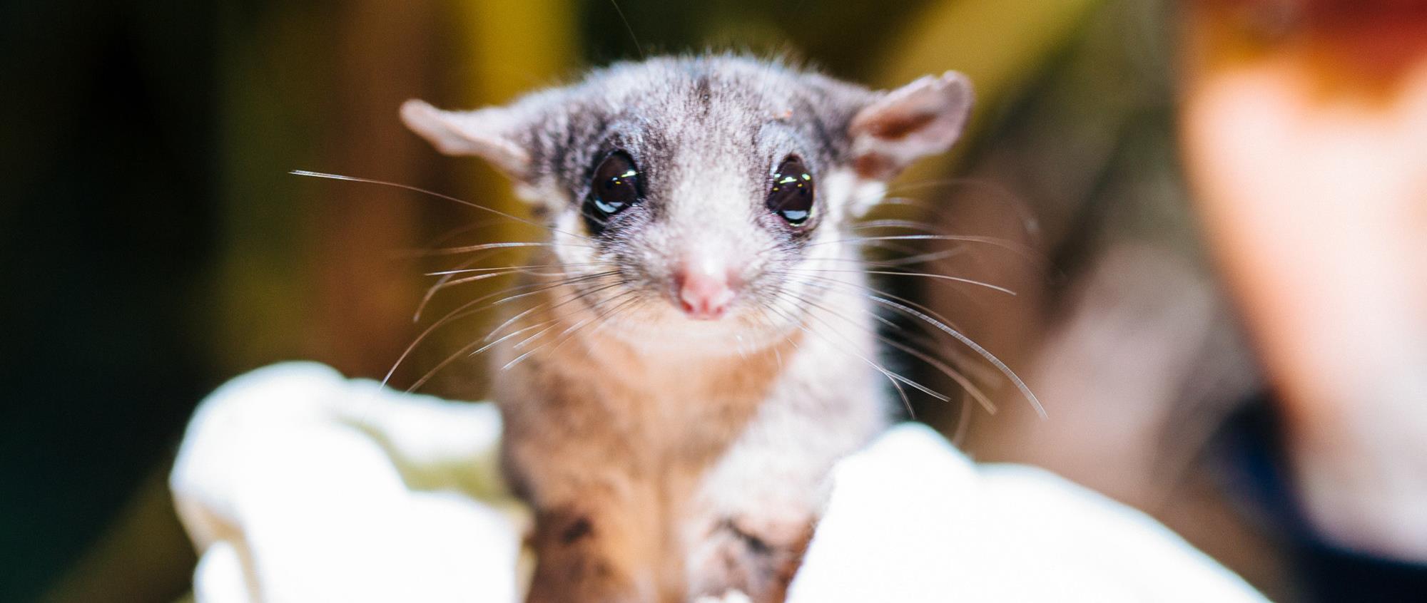 A close-up of a Leadbeater's Possum with big eyes, being held by a Keeper.