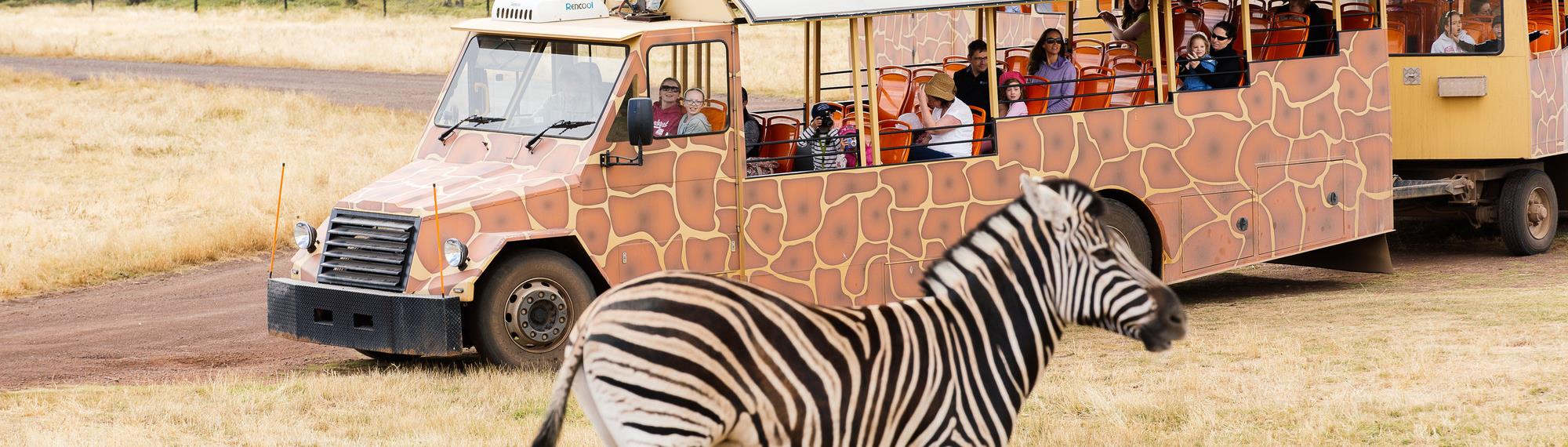 Visitors on a safari bus looking at a zebra on the Savannah at Werribee Zoo.